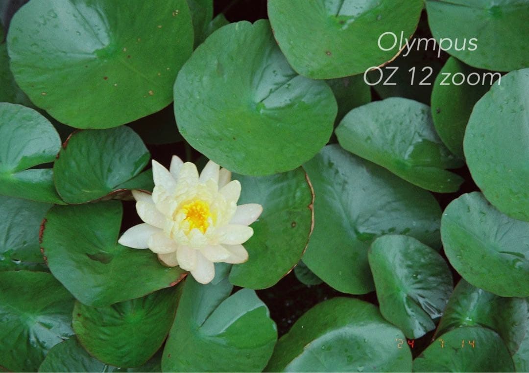 フィルムカメラ入門に★オリンパス oz120zoom★超美品＊完動品＊初期保証付