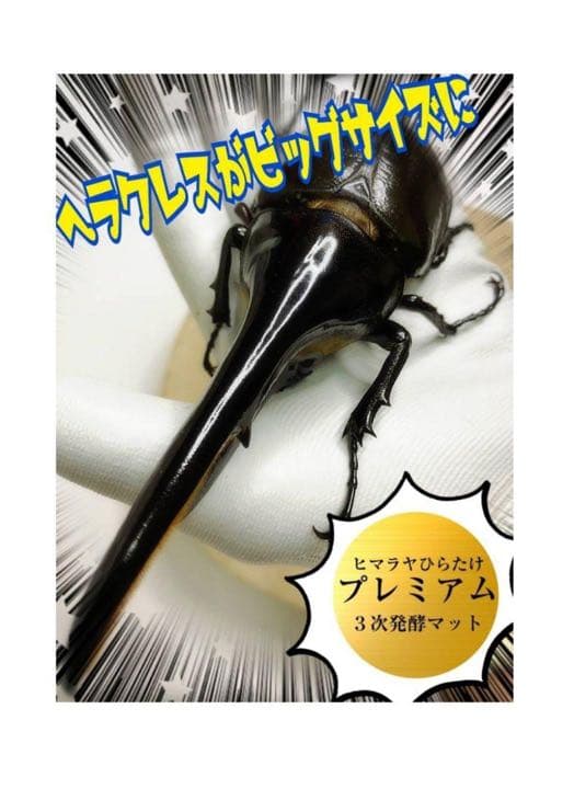 大人気！雑虫がわかない！完全室内製造！極上！プレミアム発酵カブトムシマット　6袋