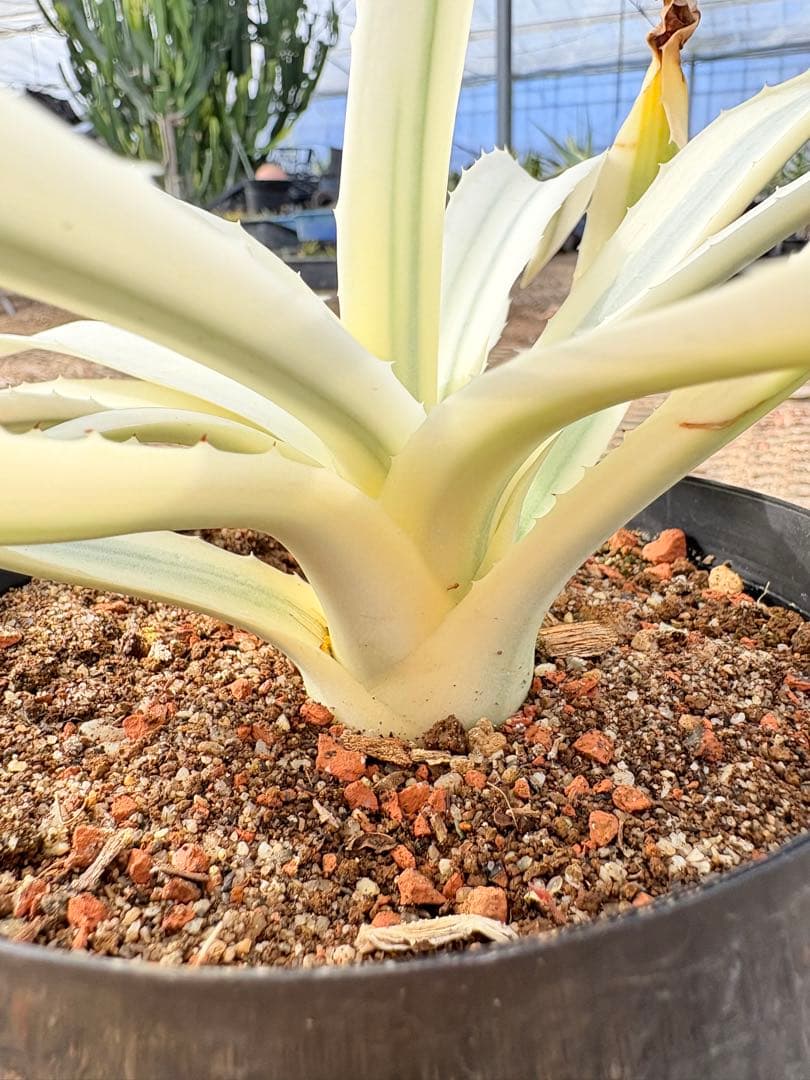レア　アガベ　ミルキーホワイト　美株
