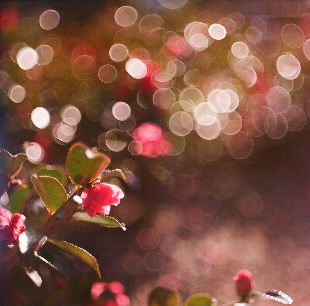 ※kodak※ Hasselblad 1600F　フィルム付き