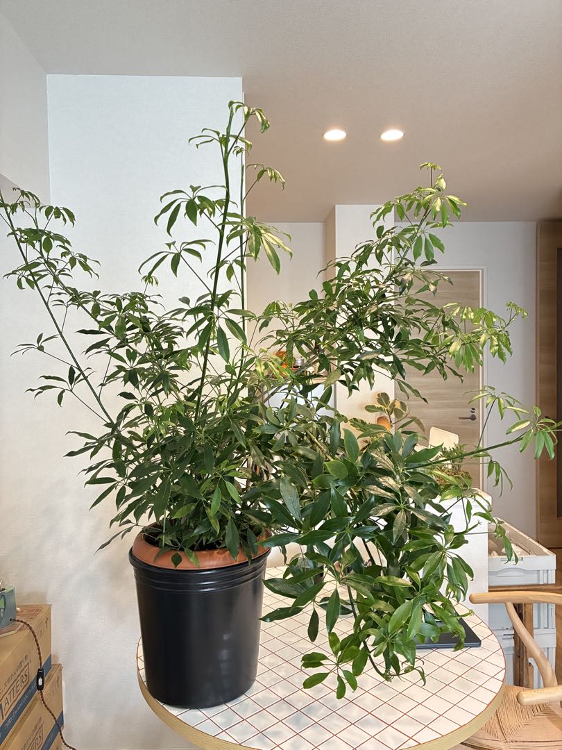 【極上】【直接取引のみ】シェフレラ・コワパクタ　10号