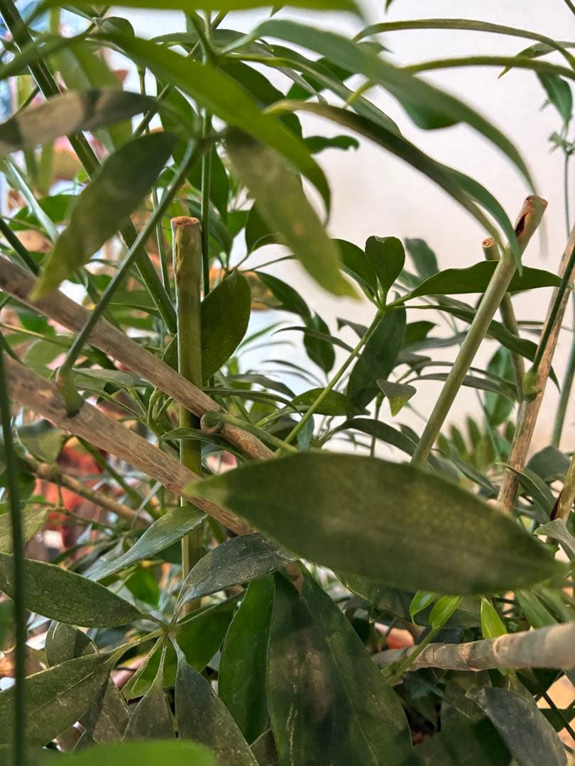 【極上】【直接取引のみ】シェフレラ・コワパクタ　10号