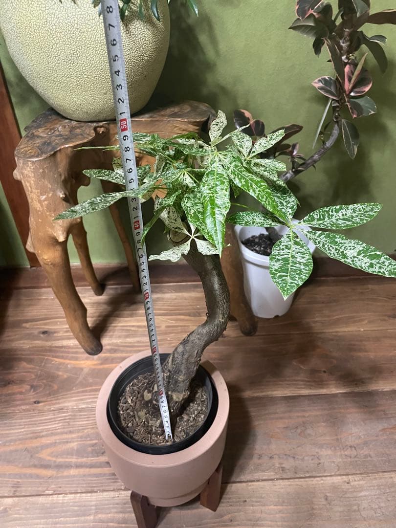 パキラ　ミルキーウェイ　幹太　接木