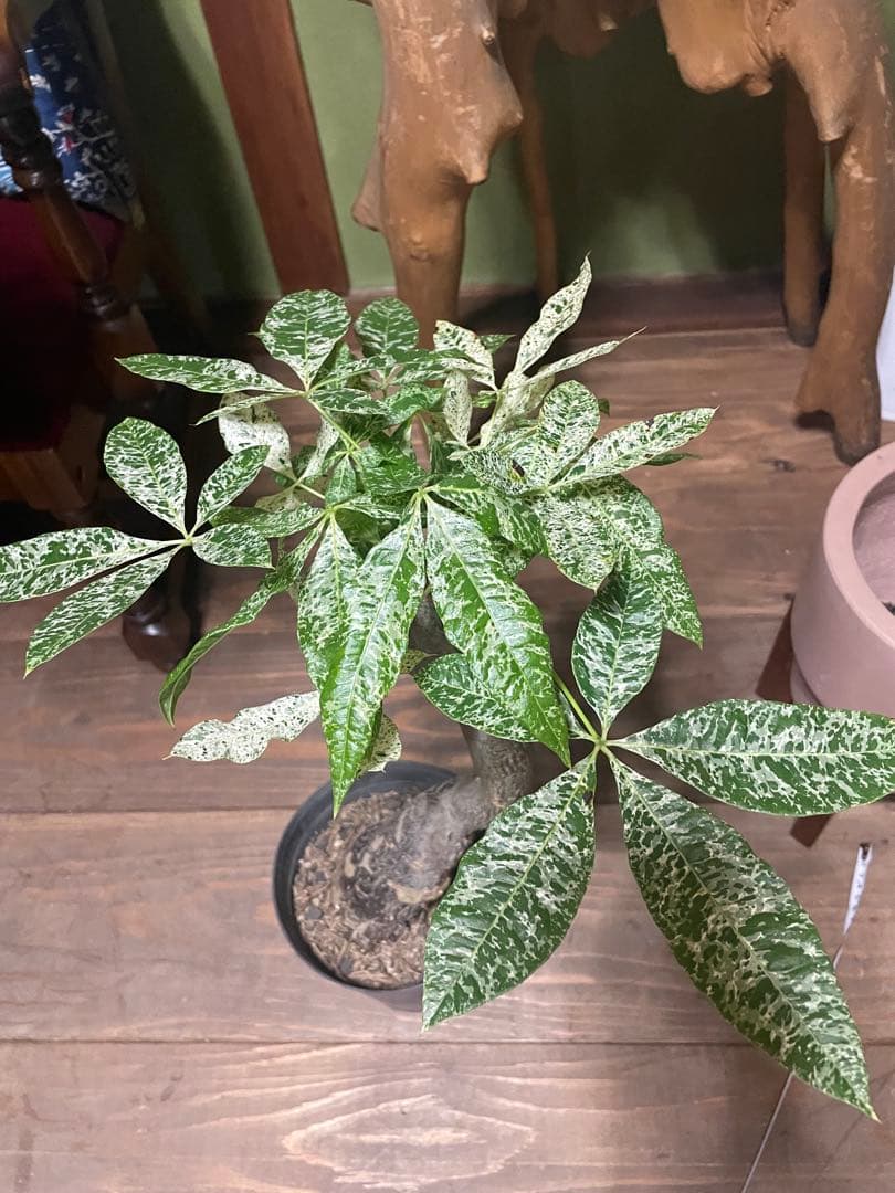 パキラ　ミルキーウェイ　幹太　接木