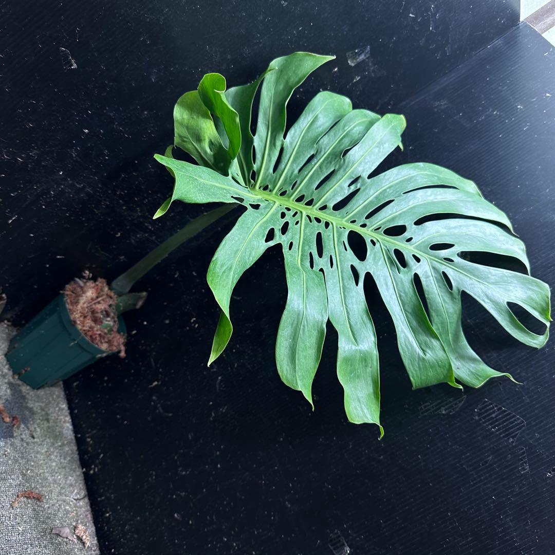 恵*様 モンステラデリシオーサマクロコズム超希少系統鉢植え74㎝