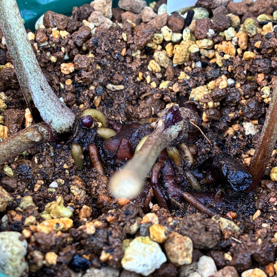 s*い様 ☘️レア超大株☘️6号ロング❤️沢山新芽❤️ ☘️超レア☘️629【A