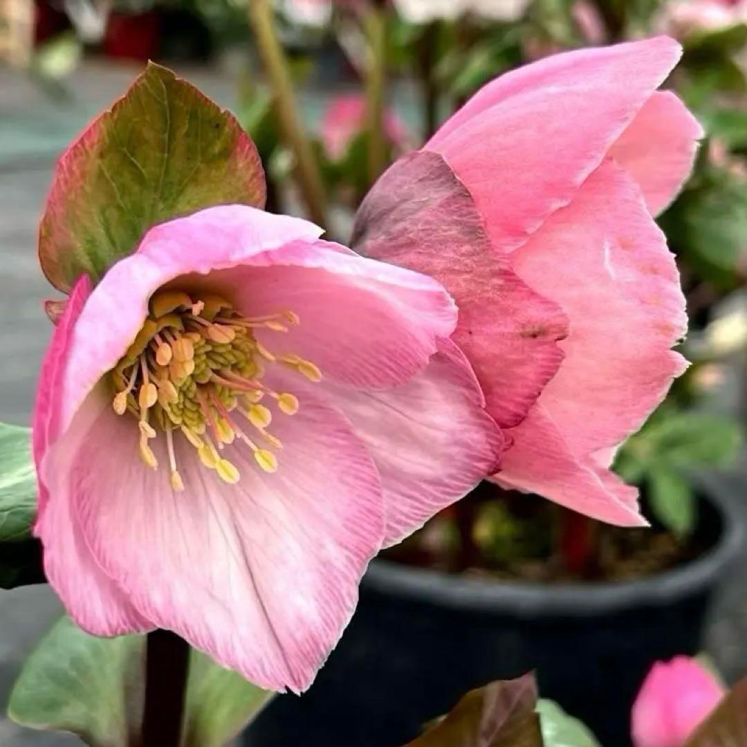 s*い様 ☘️レア超大株☘️6号ロング❤️沢山新芽❤️ ☘️超レア☘️629【A