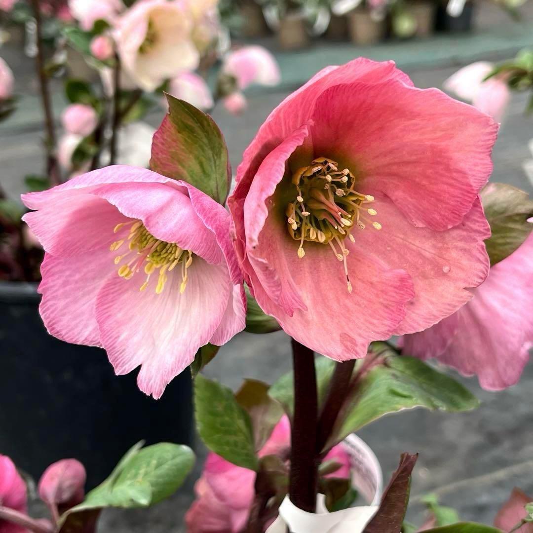 s*い様 ☘️レア超大株☘️6号ロング❤️沢山新芽❤️ ☘️超レア☘️629【A