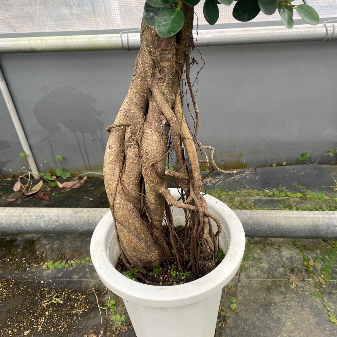 パンダガジュマル　コパンダ　接木　8号サイズ