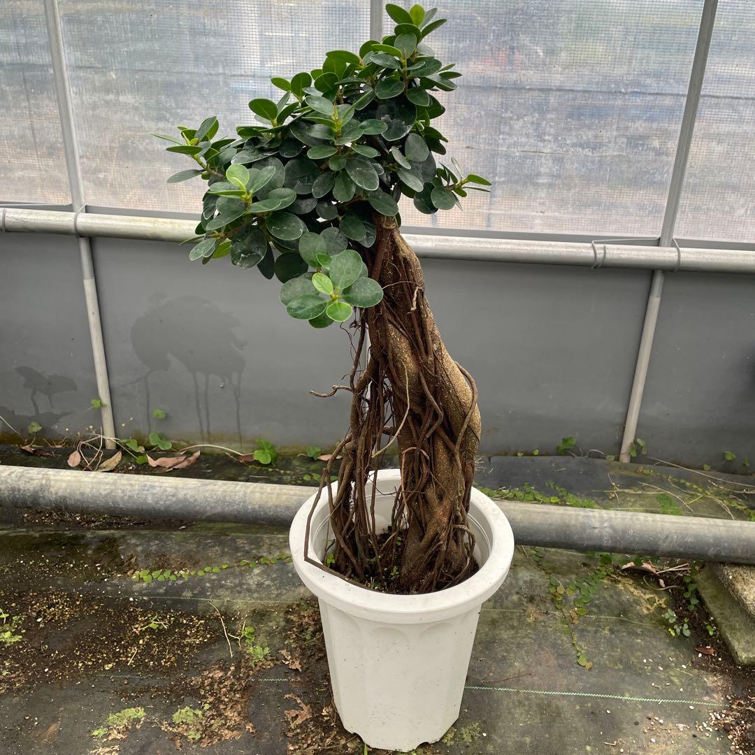 パンダガジュマル　コパンダ　接木　8号サイズ