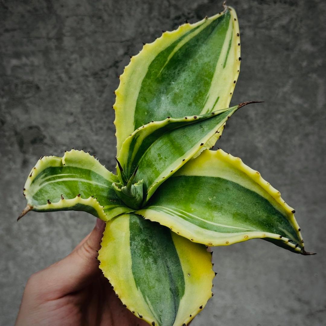 t*k様 多肉植物・アガベ・オルカ・斑入り・SSS級美株・【特選変異株】