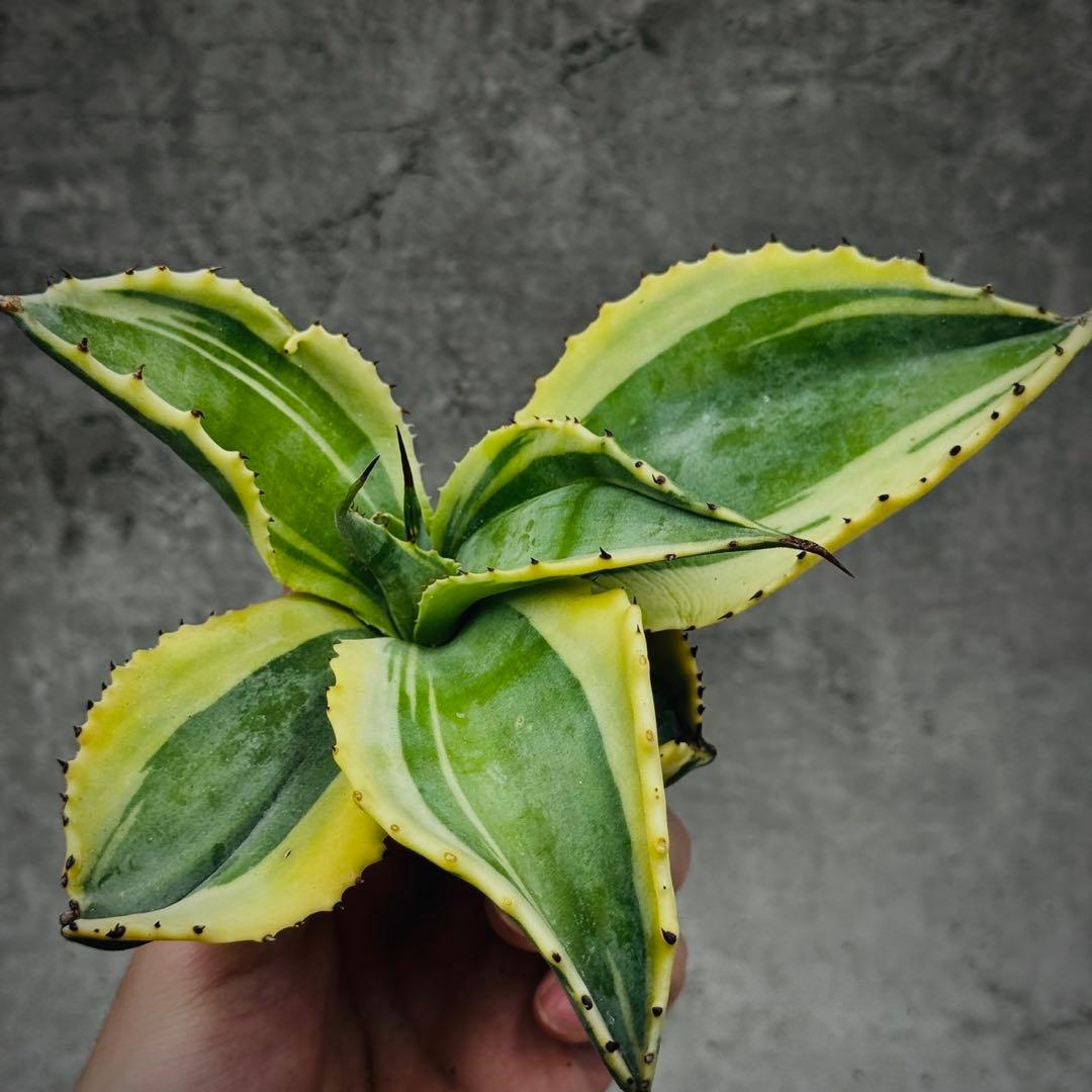 t*k様 多肉植物・アガベ・オルカ・斑入り・SSS級美株・【特選変異株】