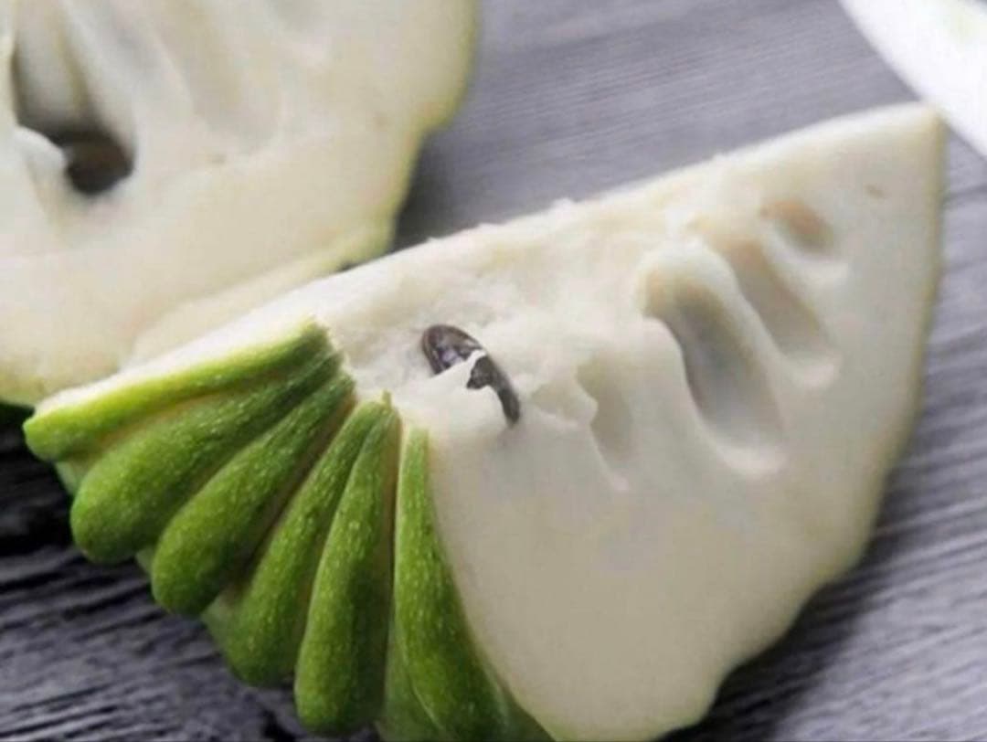 アテモヤ接木苗木　釋迦果 シャカトウ　森のアイスクリーム 鳳梨釋迦