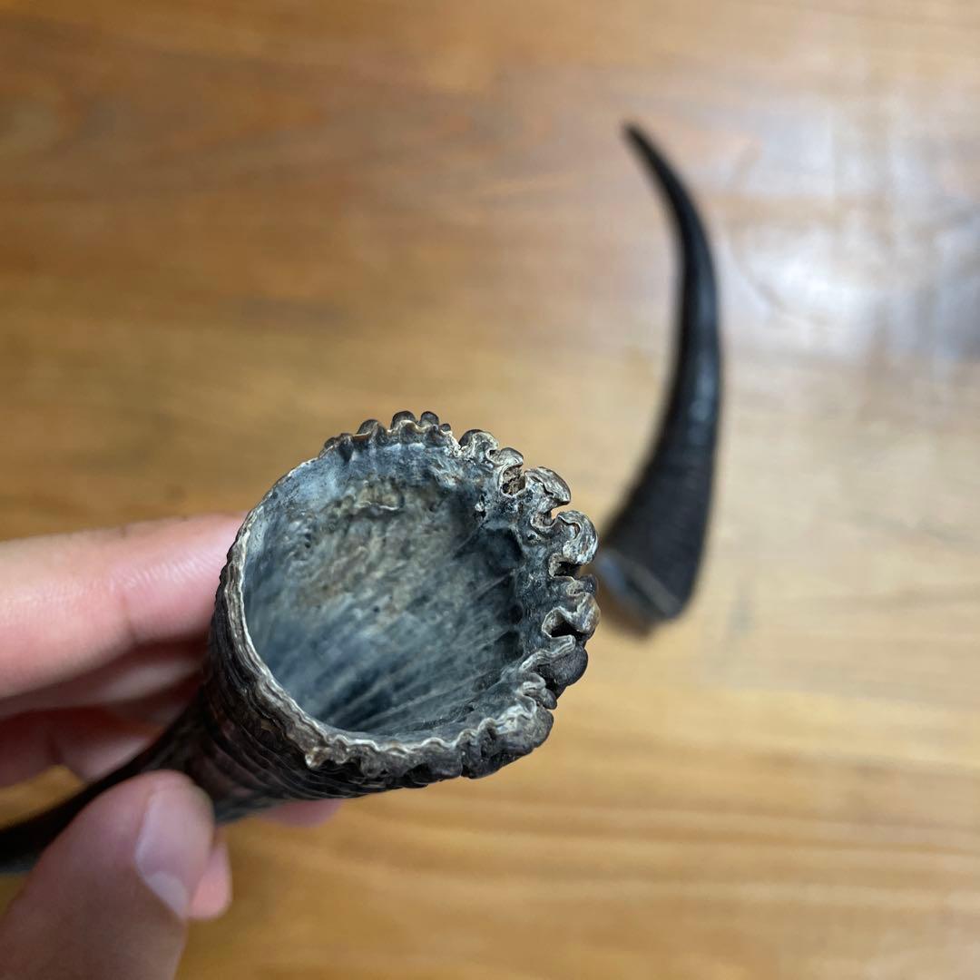 カモシカの角 置物 約15cm