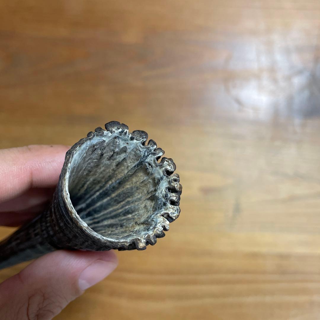 カモシカの角 置物 約15cm