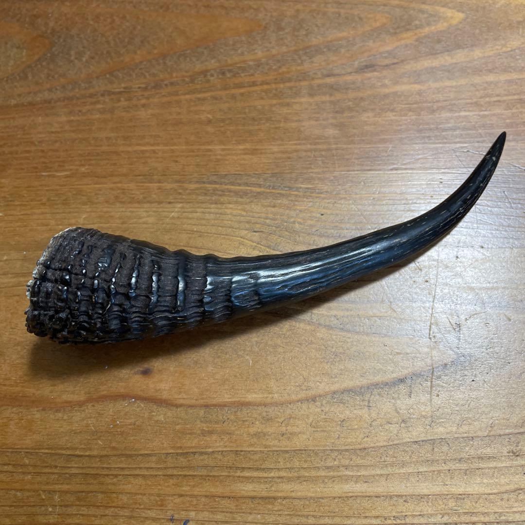 カモシカの角 置物 約15cm