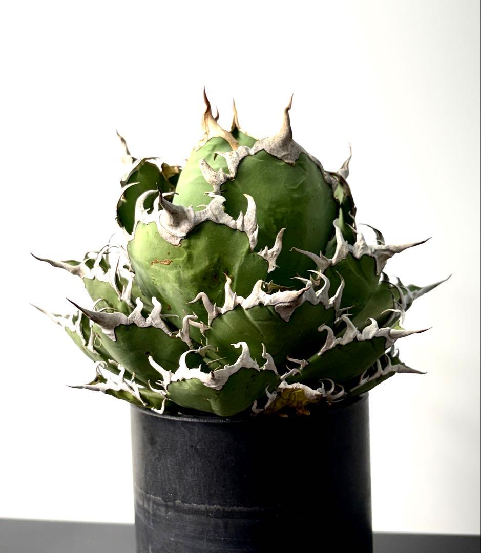 【コレクター品】アガベ　チタノタ　シーザー　凱撒　大株　No.39