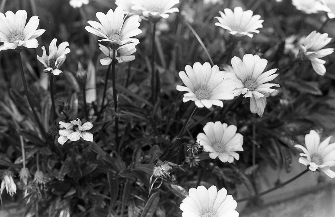 【整備済完動品】PENTAX MX＋SMC PENTAX 55mm F1.8