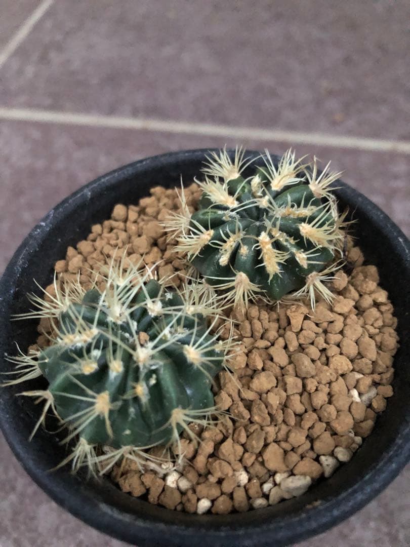 綾波モンストローサ⭐︎実生　サボテン