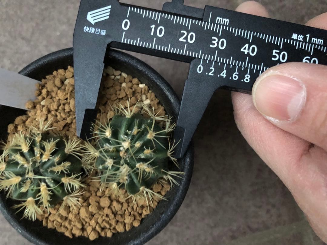 綾波モンストローサ⭐︎実生　サボテン