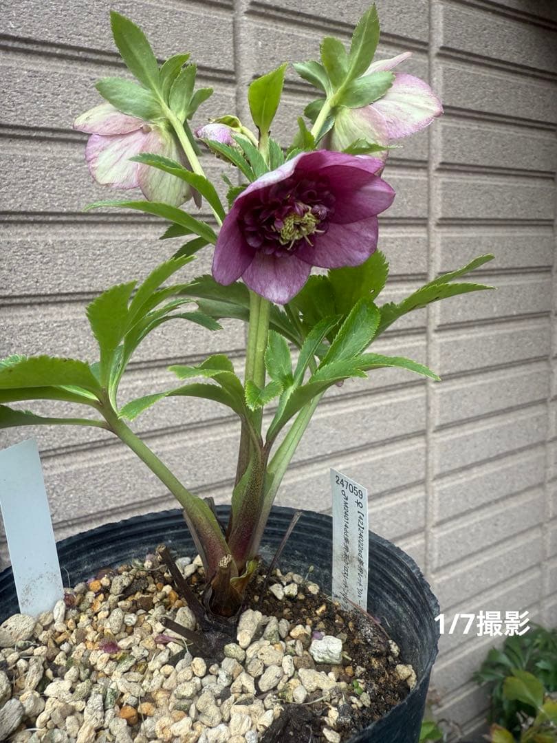 【未株分】加藤農園 クリスマスローズ 認定モーリー