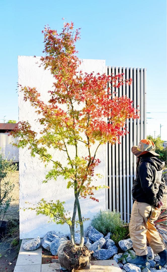 超逸品。イロハモミジ株立ち 自然樹系2.7M(鉢底から)