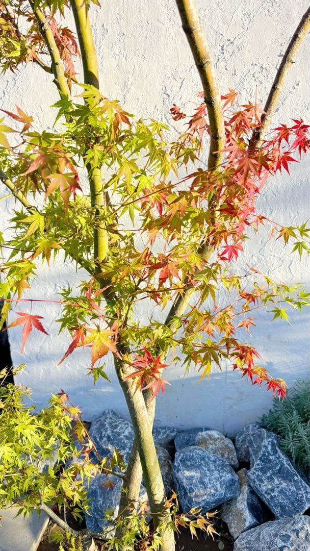 超逸品。イロハモミジ株立ち 自然樹系2.7M(鉢底から)