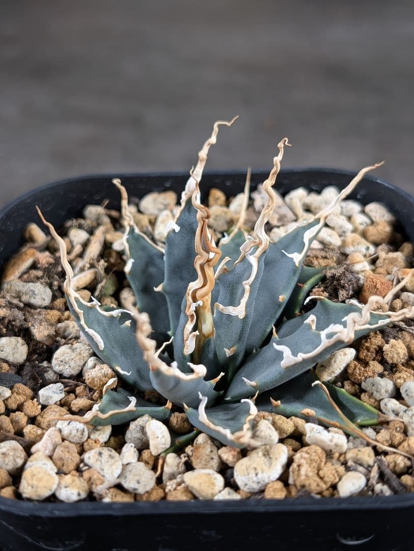 アガベ　エボリスピナ　実生　A129