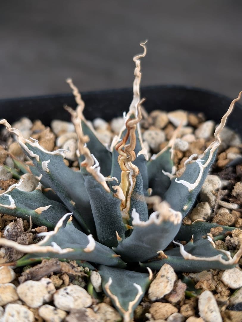 アガベ　エボリスピナ　実生　A129