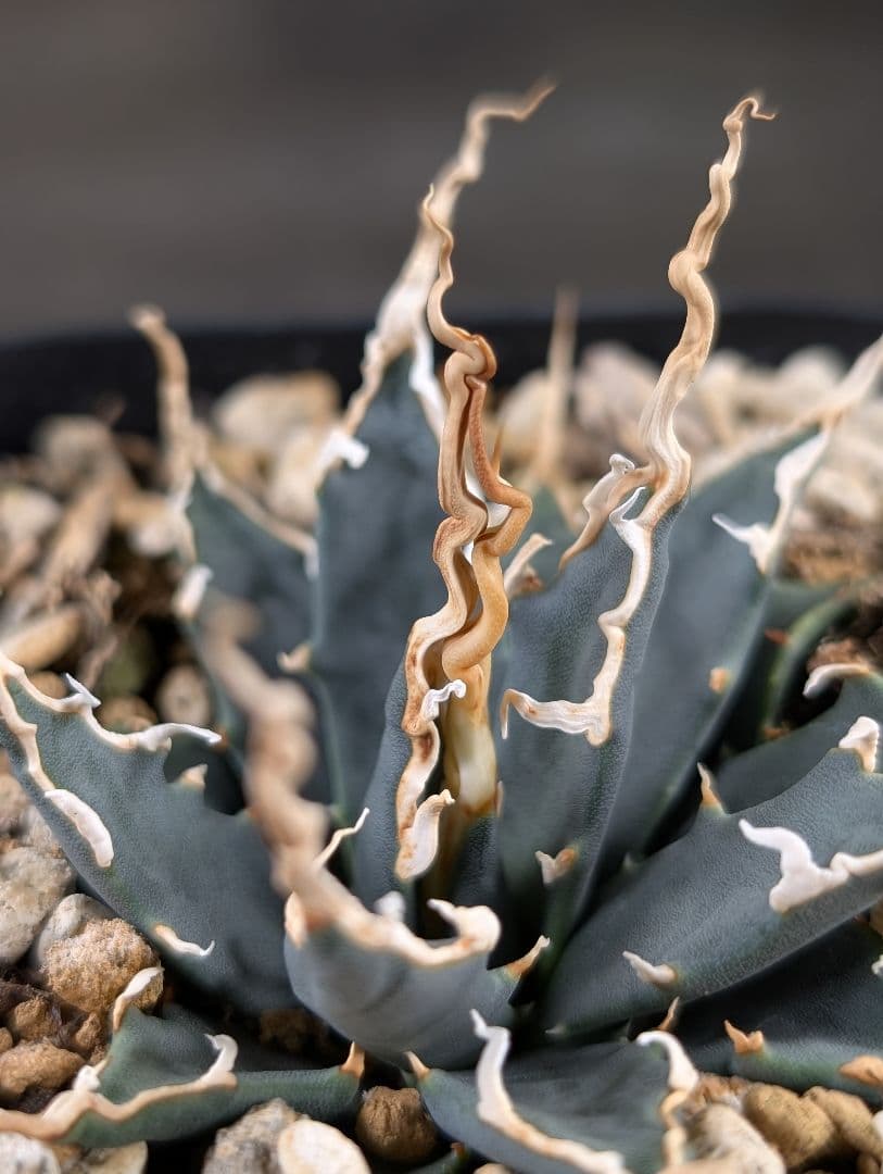 アガベ　エボリスピナ　実生　A129