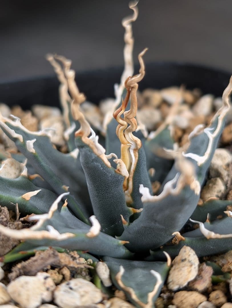 アガベ　エボリスピナ　実生　A129