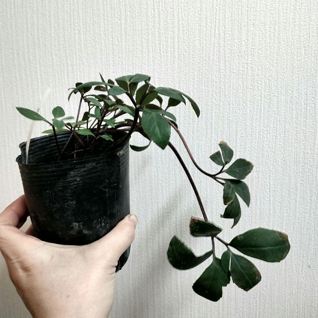 クリスマスローズ　八重　ピンク　ニゲル　4号苗　苗　鉢　バラ　八重　原種