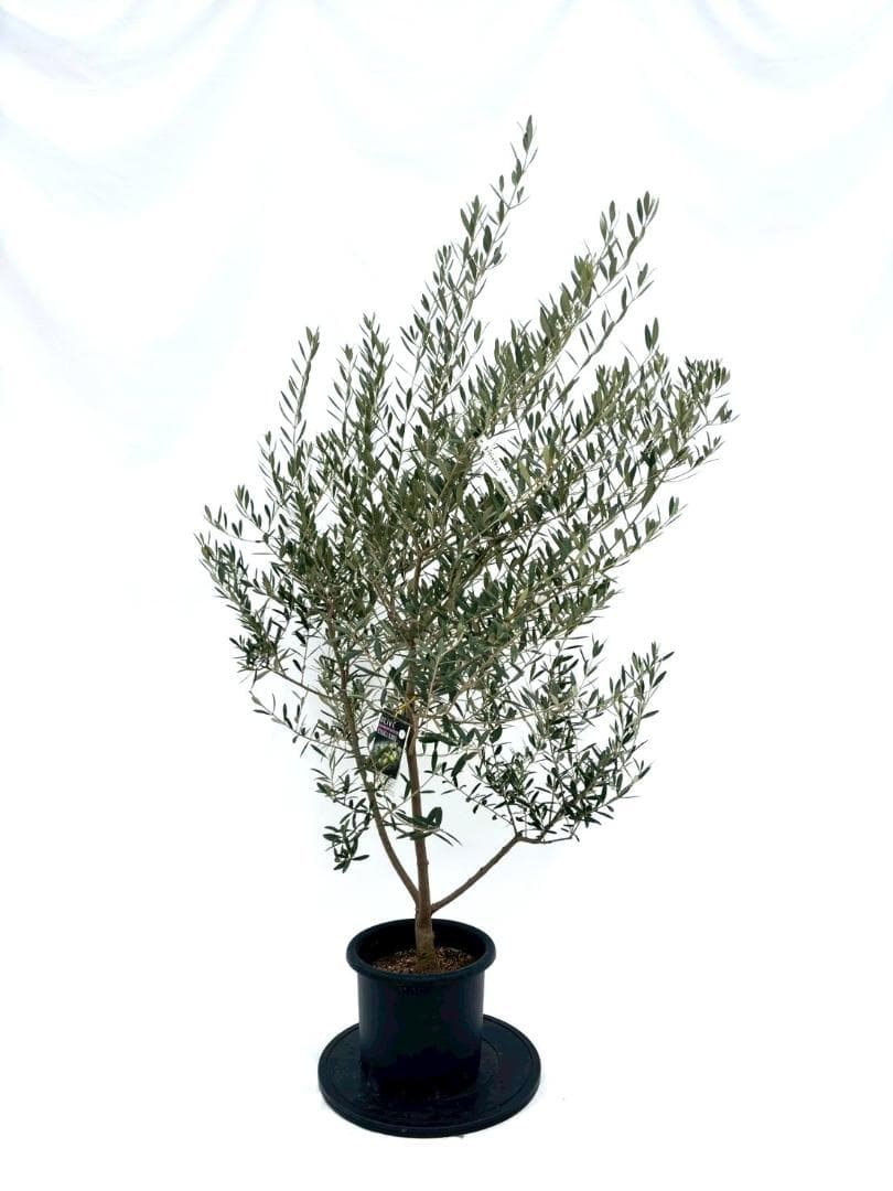 オリーブの木　ネバディロブランコ　8号　約165cm　NO.864　人気　現品