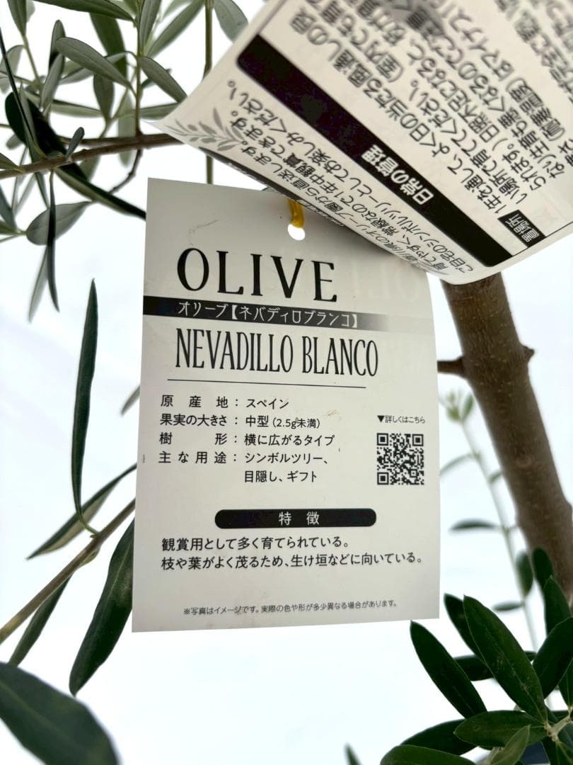 オリーブの木　ネバディロブランコ　8号　約165cm　NO.864　人気　現品