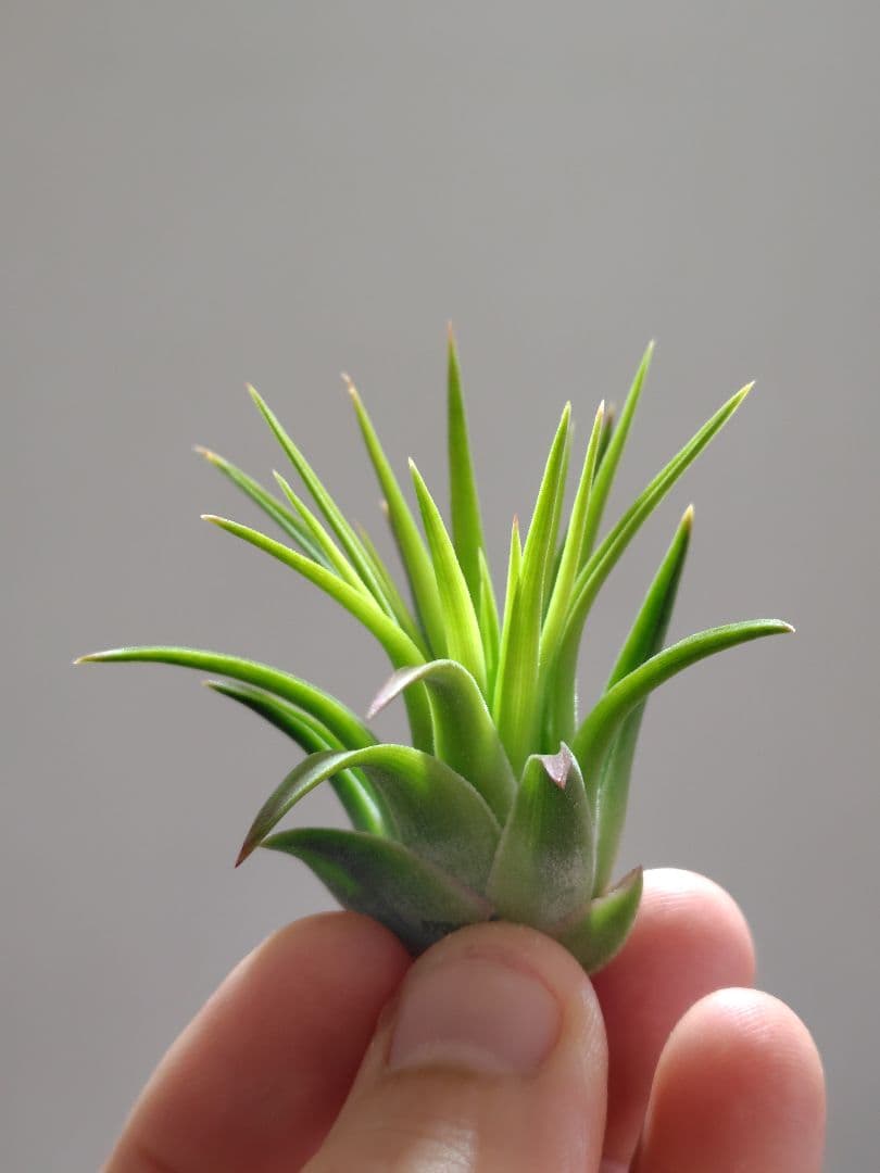 S*S様 イオナンタ ヘッジホッグ from TI