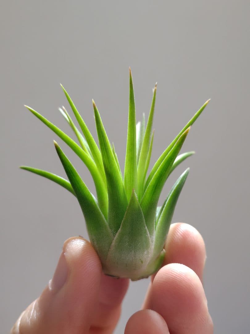 S*S様 イオナンタ ヘッジホッグ from TI