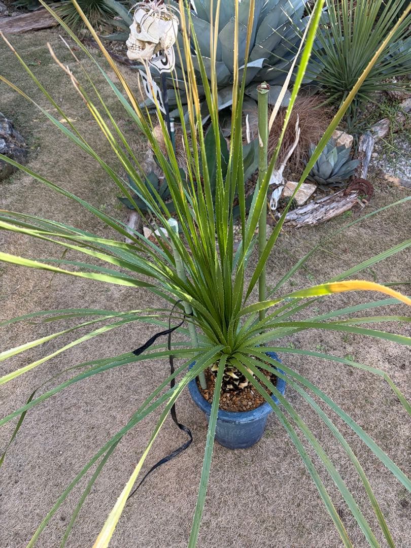 耐寒性ダシリリオン　デュランゲンセ大苗◇ドライガーデン多肉アガベ ユッカ　ヤシ島