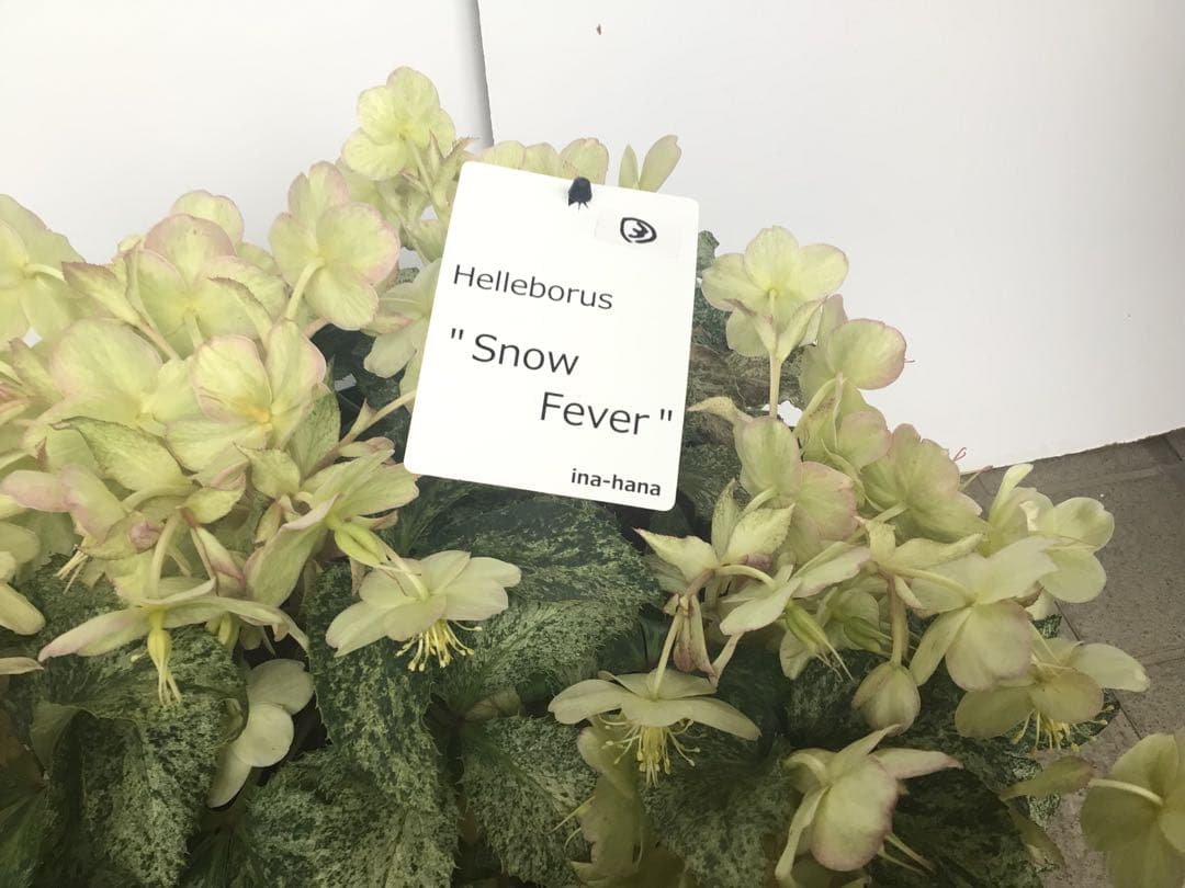 ③ 定価の5000円引きでの販売‼︎ 5年物のクリスマスローズ・スノーフィーバー