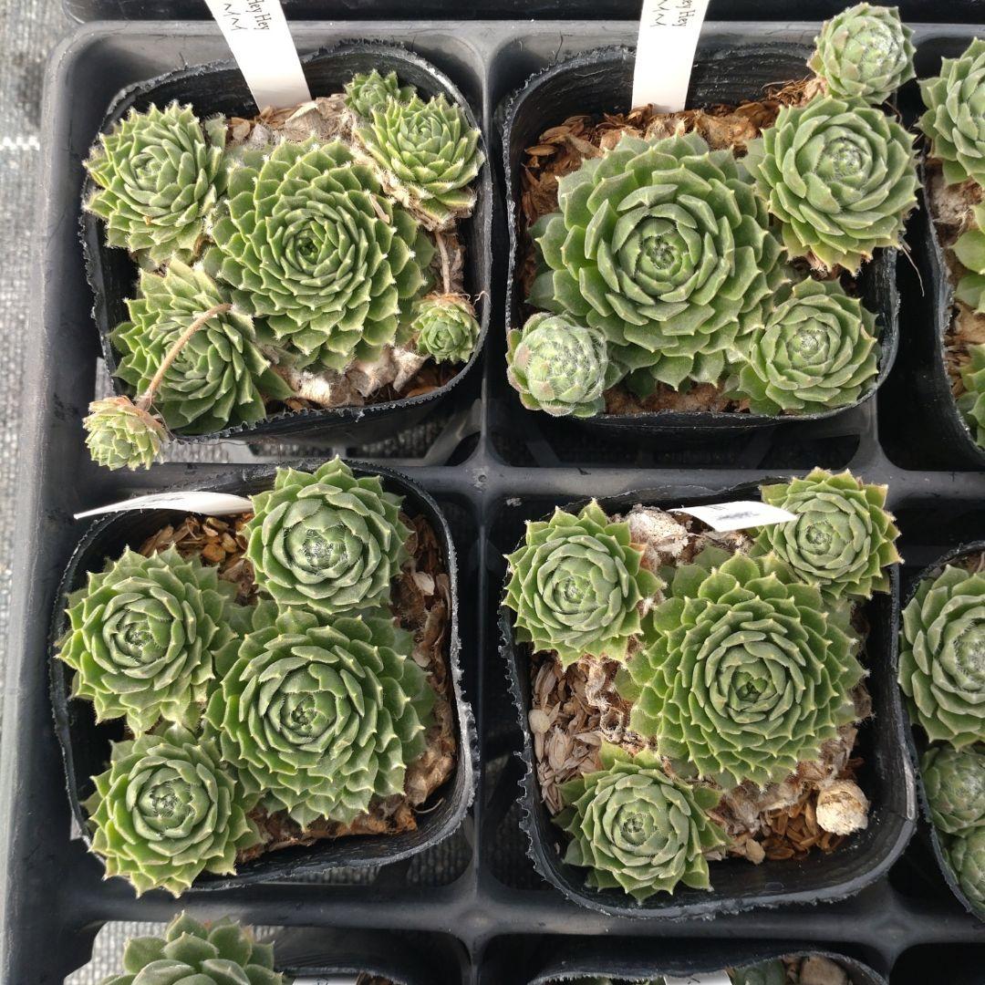 1ポット410円〜 センペルビウム26年1月 その3