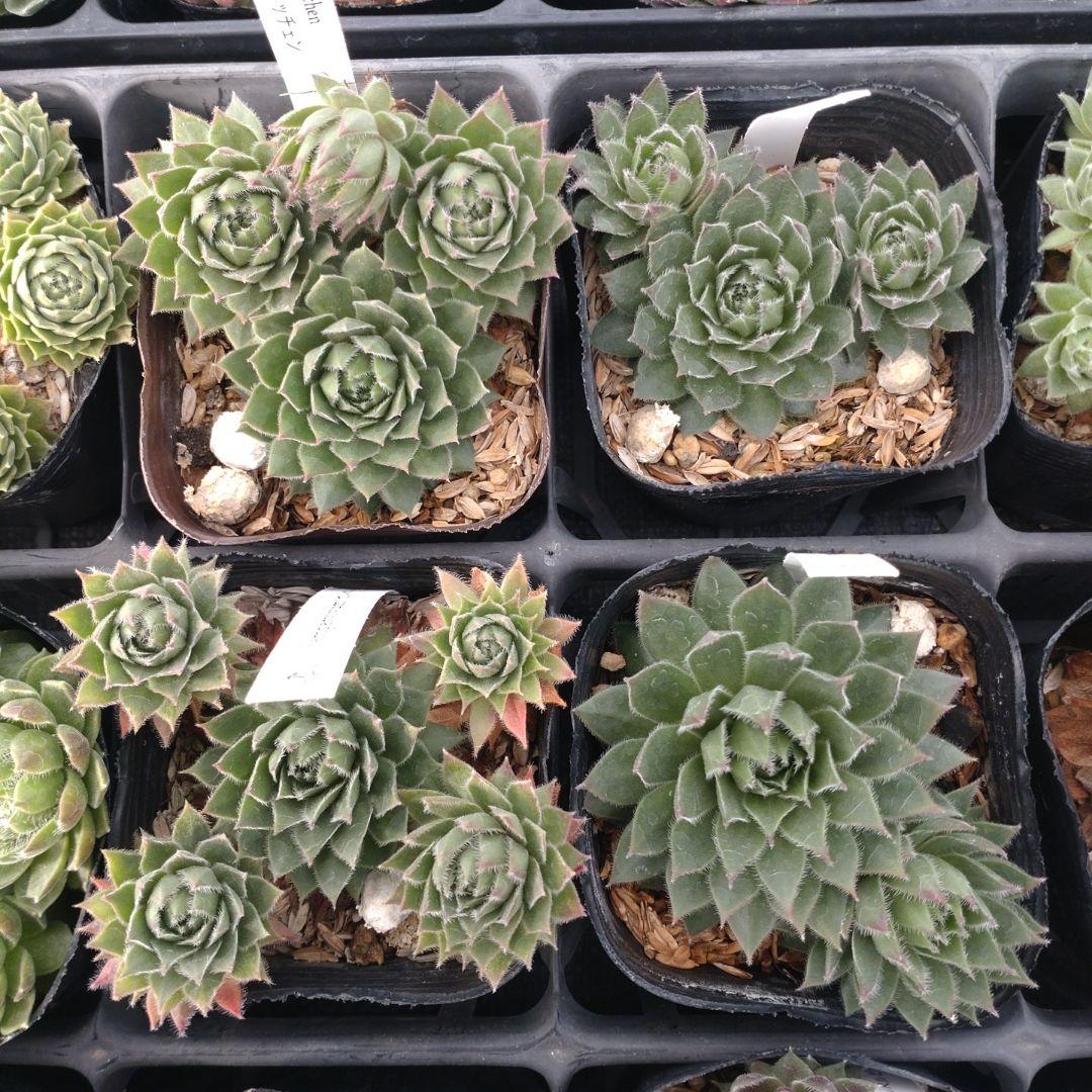 1ポット410円〜 センペルビウム26年1月 その3