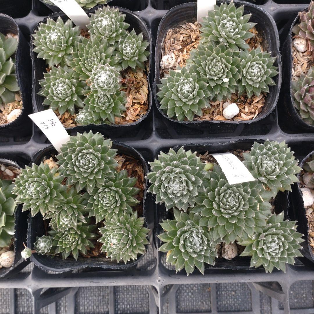 1ポット410円〜 センペルビウム26年1月 その3