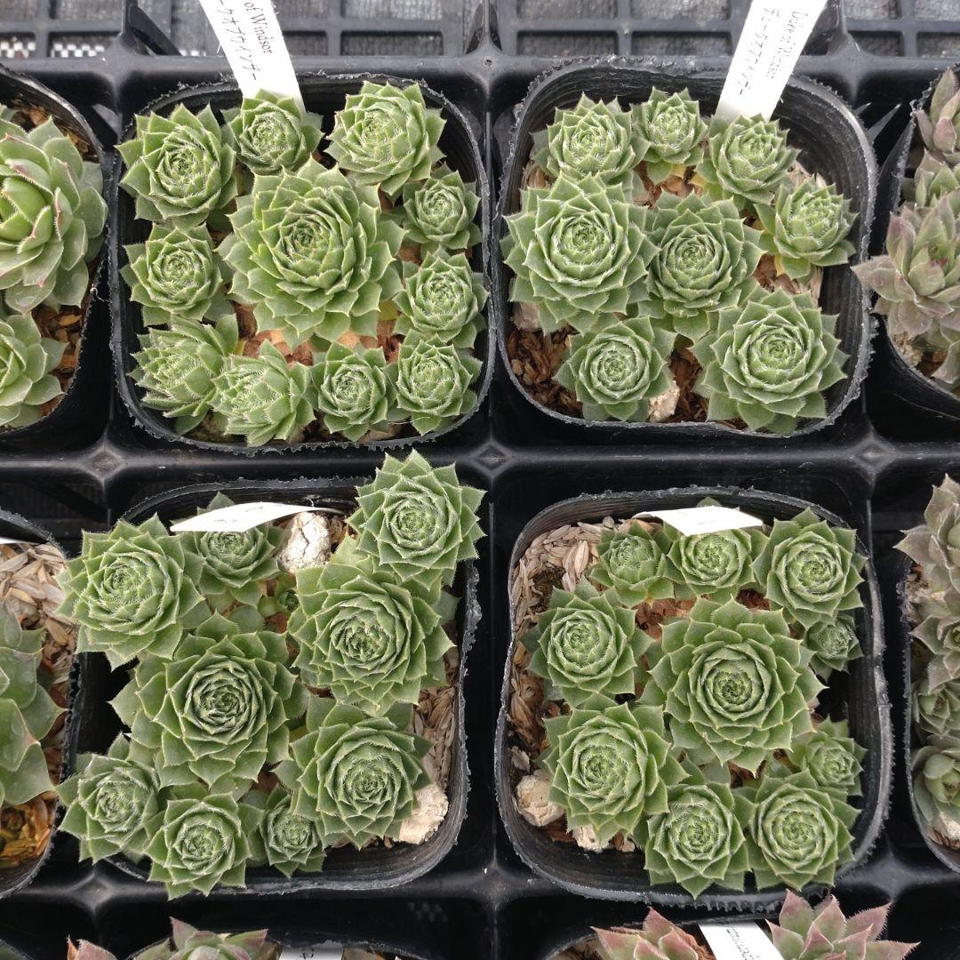 1ポット410円〜 センペルビウム26年1月 その3