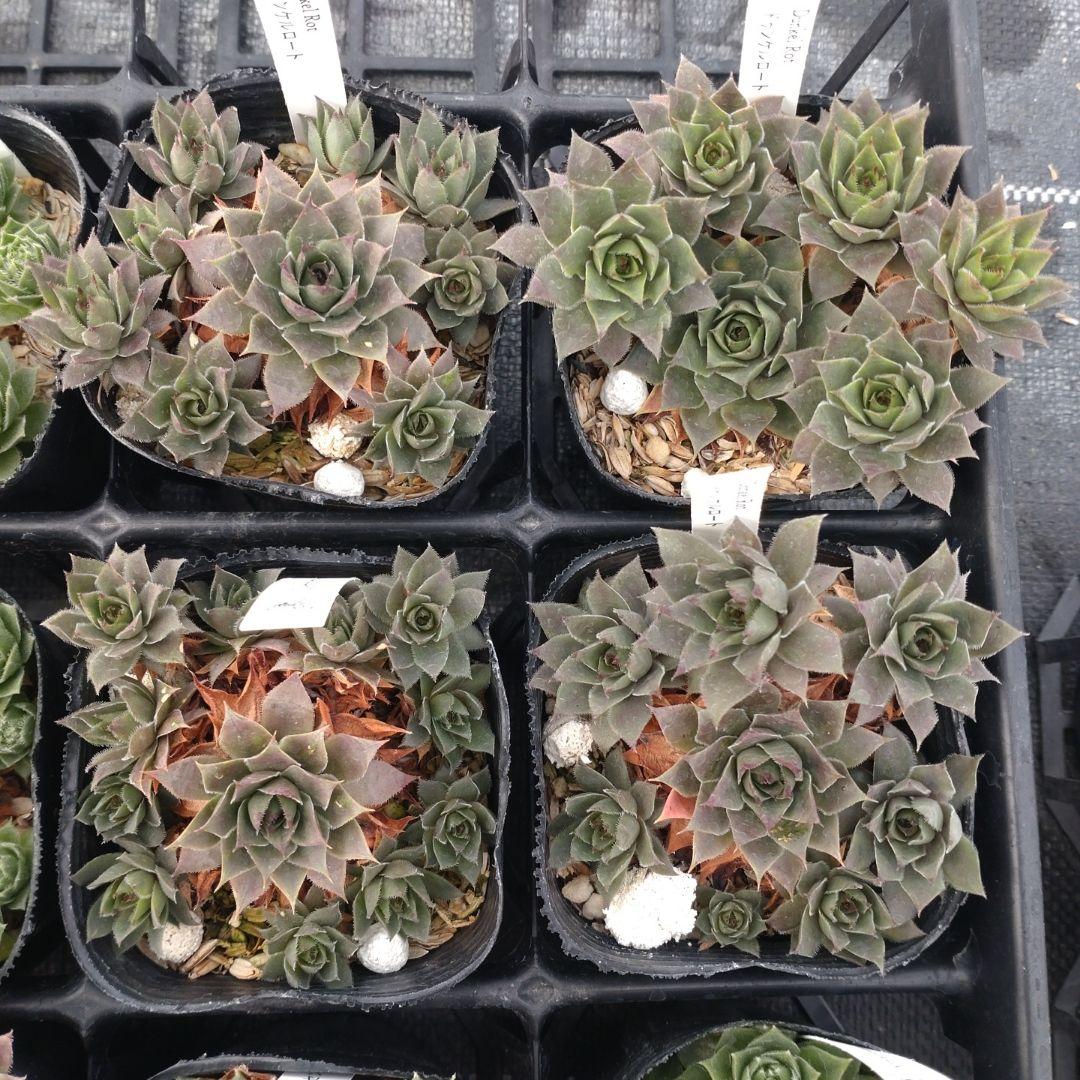 1ポット410円〜 センペルビウム26年1月 その3