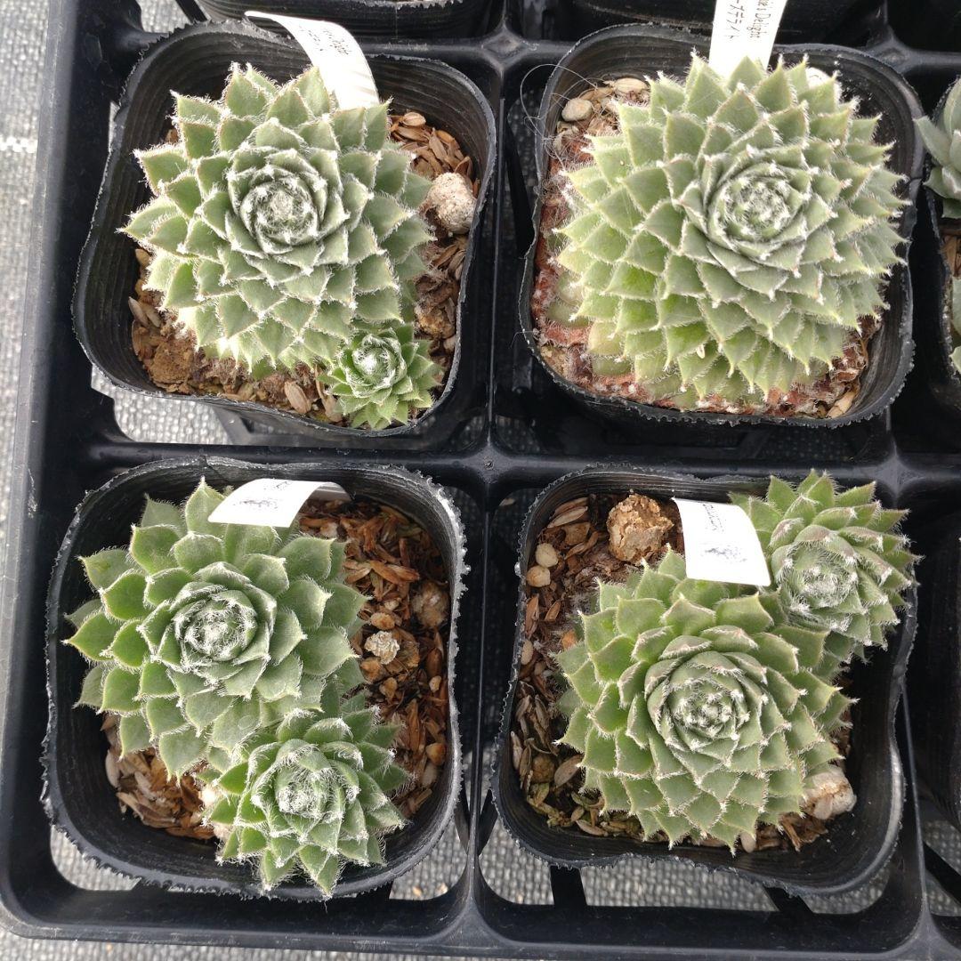 1ポット410円〜 センペルビウム26年1月 その3