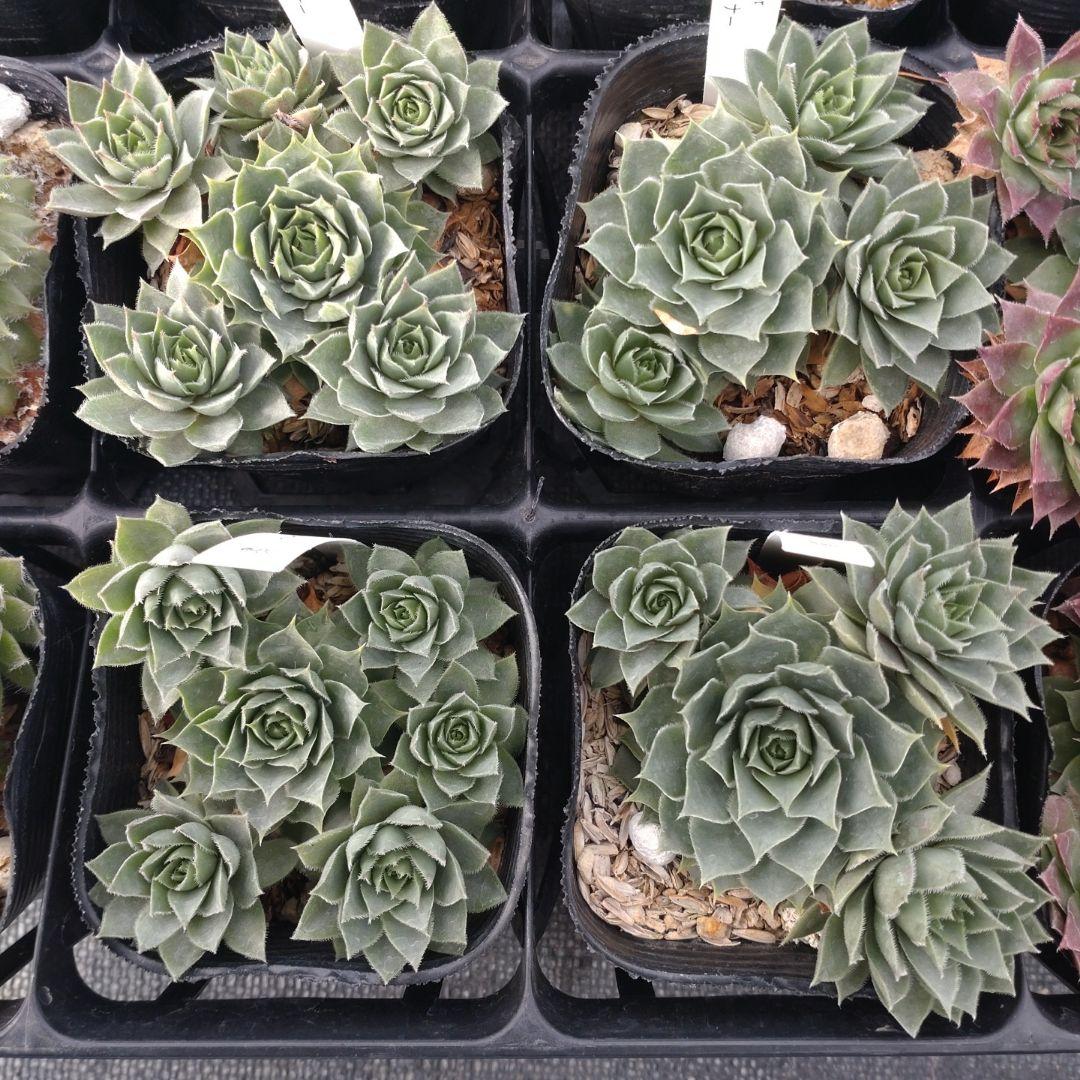 1ポット410円〜 センペルビウム26年1月 その3