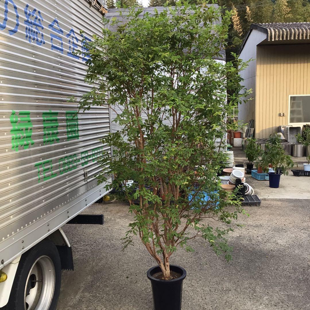 ジャボチカバ　小葉種