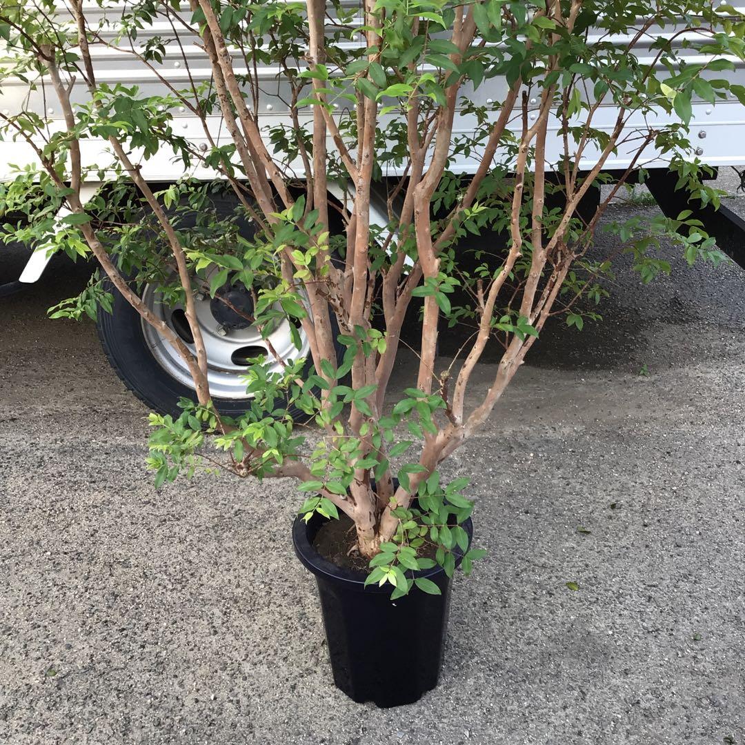 ジャボチカバ　小葉種