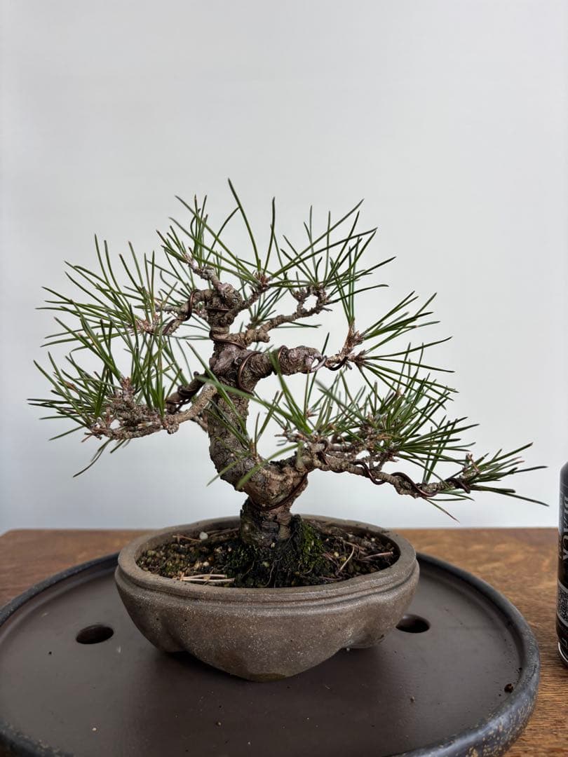 黒松　小品盆栽