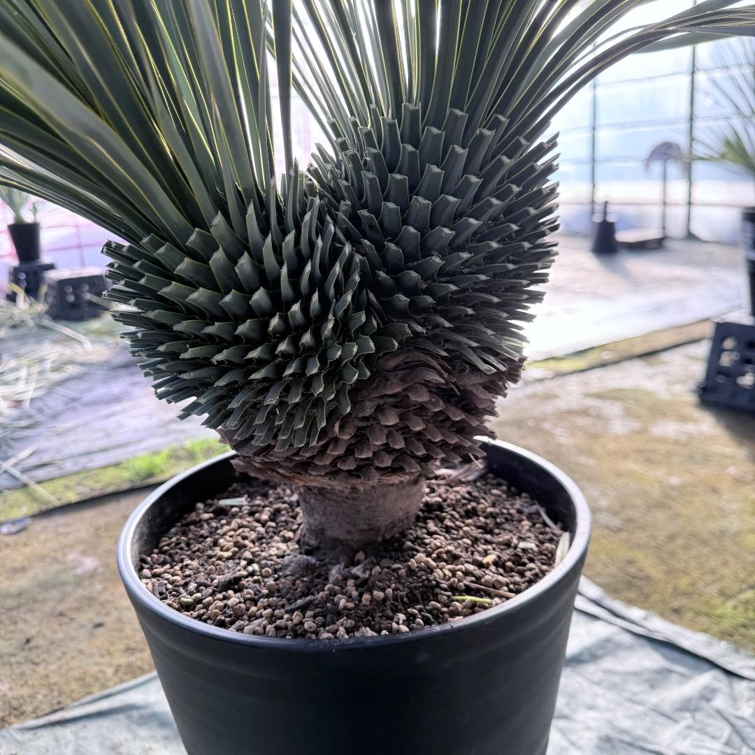 【AL1111】ユッカ　ロストラータ　超希少の頂上分頭　エキゾチック個体