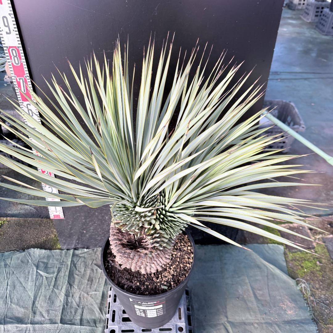 【AL1111】ユッカ　ロストラータ　超希少の頂上分頭　エキゾチック個体